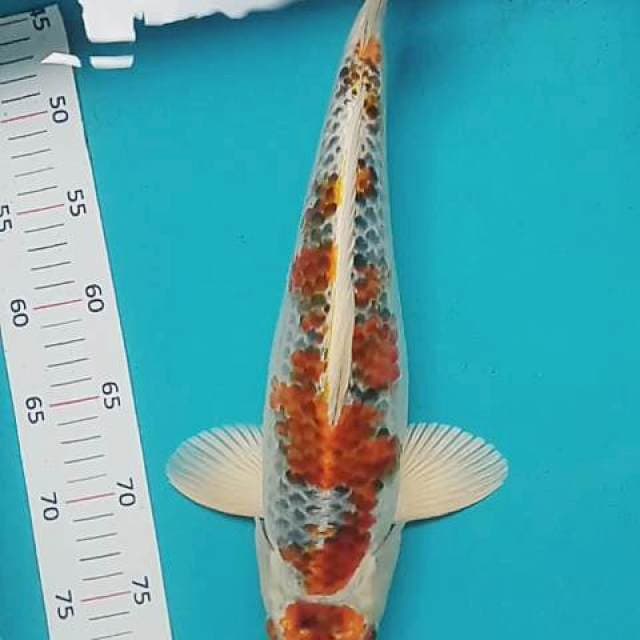 Kujaku 40cm