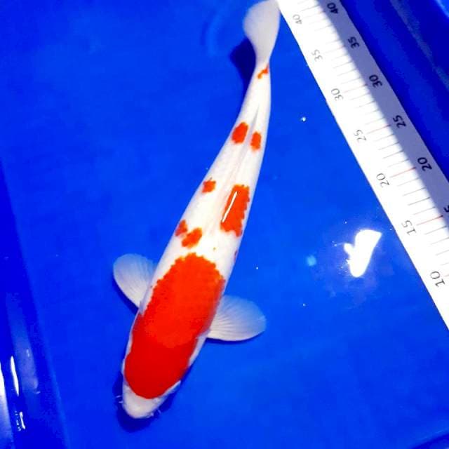 Kohaku male 37cm