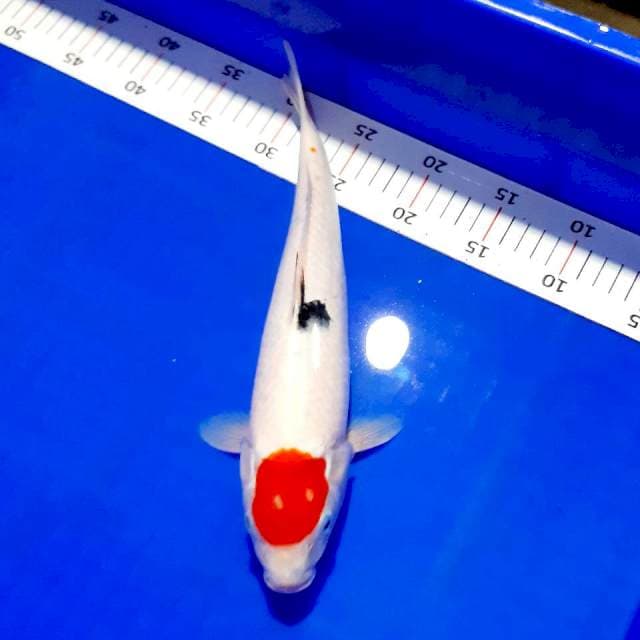 Original tancho sanke 34cm