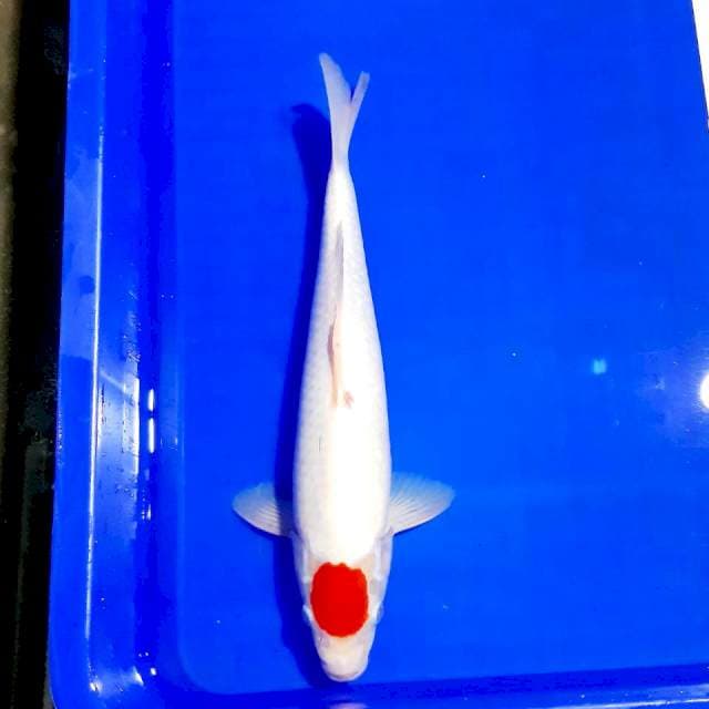 Tancho kohaku 35cm male