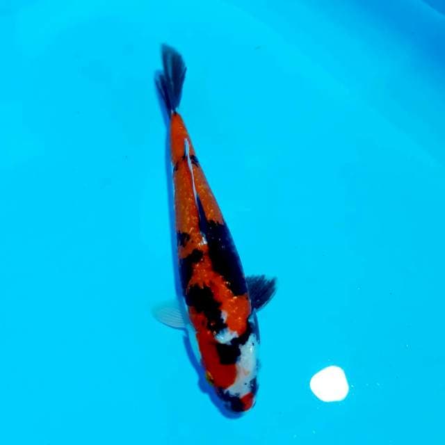 Showa 30 cm
