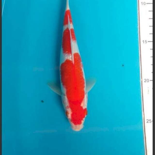 Kohaku Ginrin