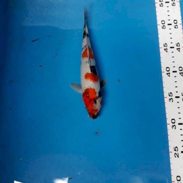 Showa 23cm