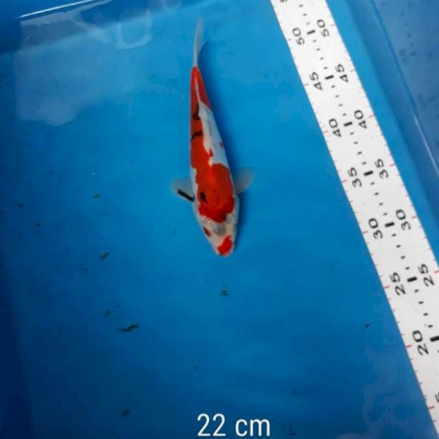 Doit 22cm