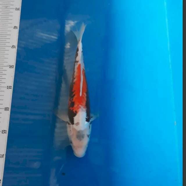 Kumon 31 male