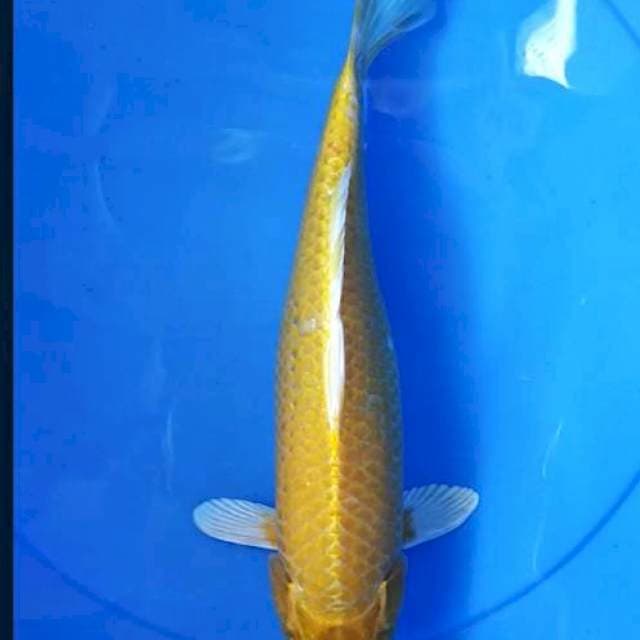 Ogon 35cm