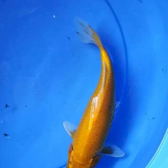 Ogon 28cm