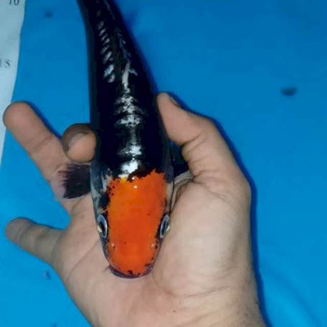 Tanco kumon 22cm