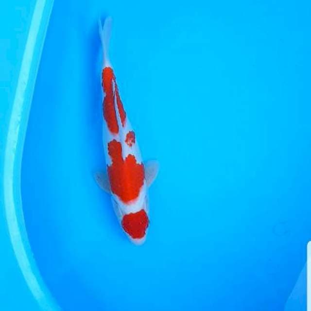 Maruten kohaku