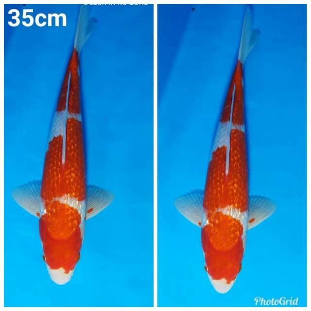 Sandan kohaku full ginrin