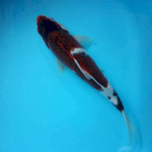 bodo goromo