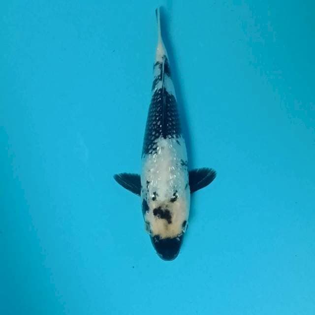 Shiro Ginrin, 25 cm