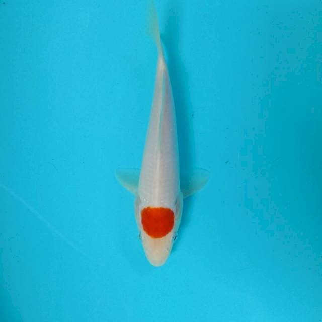 Original Tancho Kohaku, 20 cm