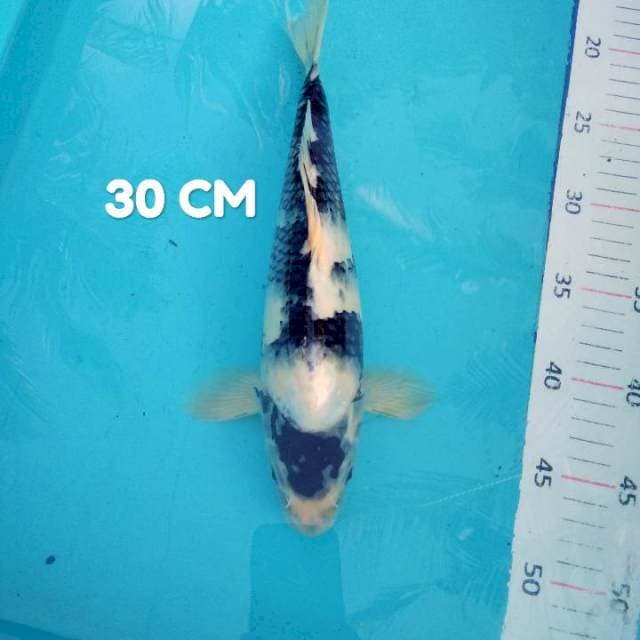 #2. Shiro Maruten 30 CM