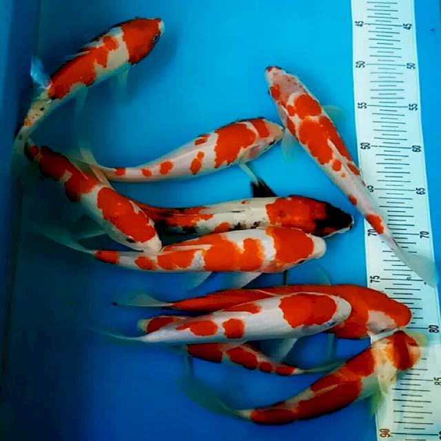 Pasukan merah jreng 20-34cm 10 ekor