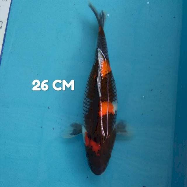 #4. Showa 26 CM