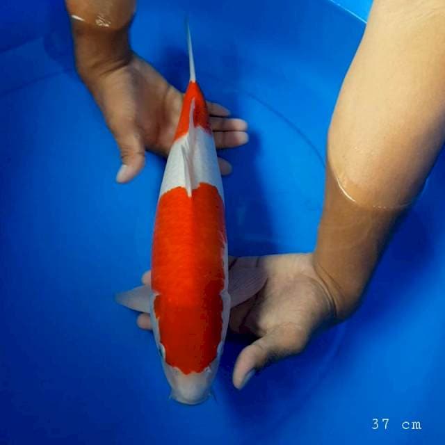 Kohaku original 37 cm