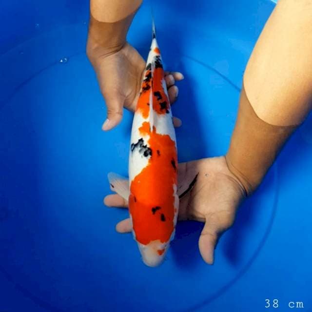 Sanke original 38 cm