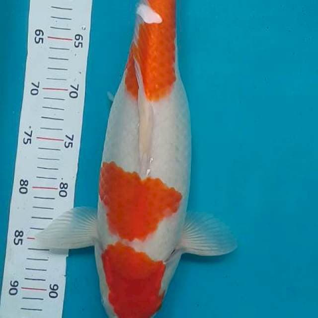 Kohaku gendong telur 45 bu