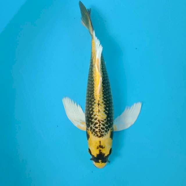 Kabuto Kumpay, 36 cm