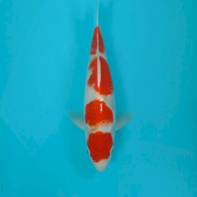 Kohaku, 31 cm