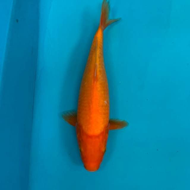 RED KARASHI 30bu
