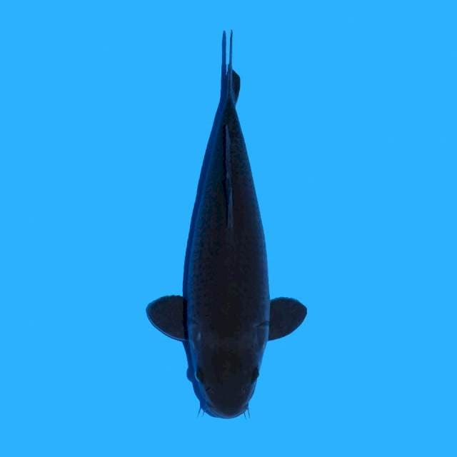 Karasu Prospek Jumbo