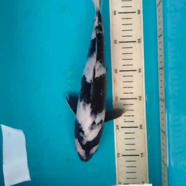 Shiro, 31 cm