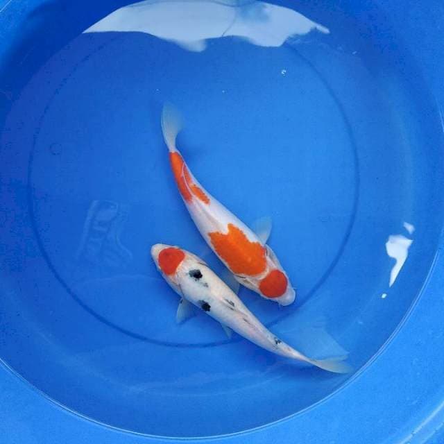 28 dan 27 cm