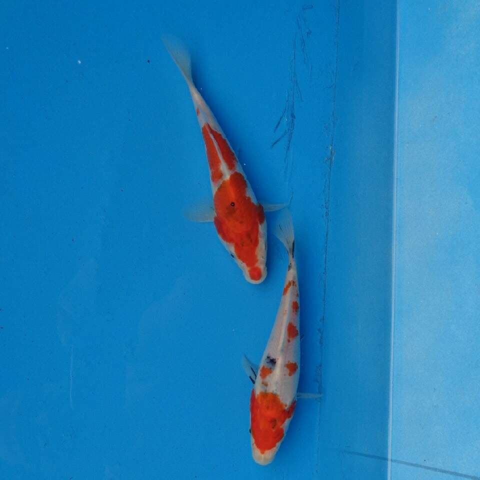 Duo Sanke F1