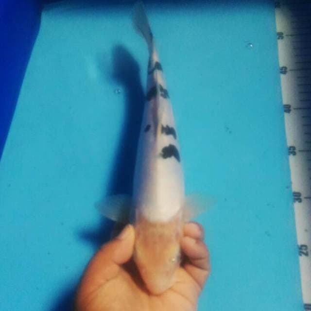 Bekko Doit White