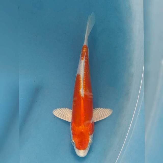 Kikushui Import non serti