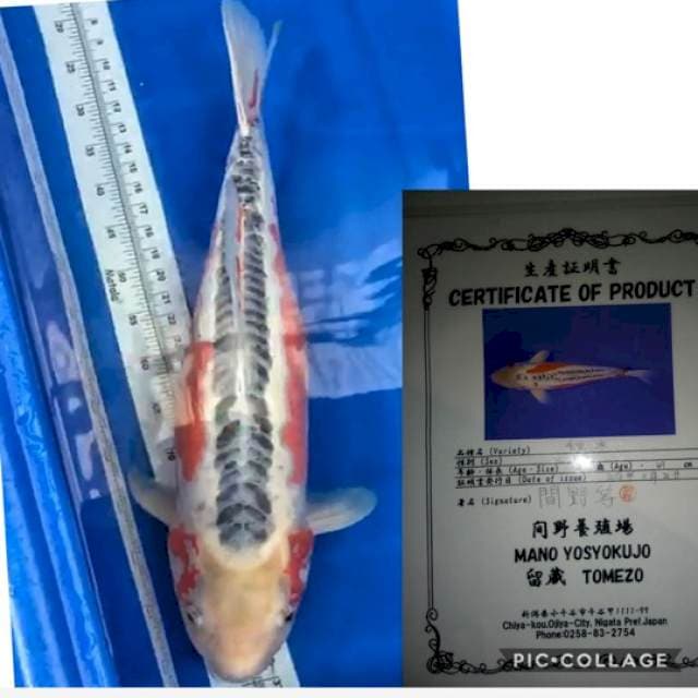 shusui import tomezo 70bu