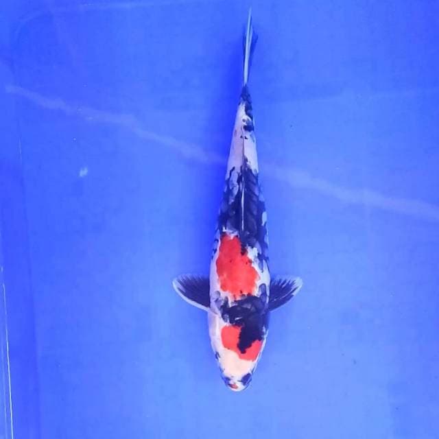 1. Showa Doitsu || 30 cm || Male
