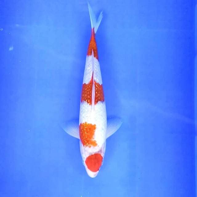 2. Maruten ai goromo ginrin || 30 cm || Male