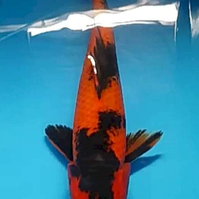 Hi utsuri 