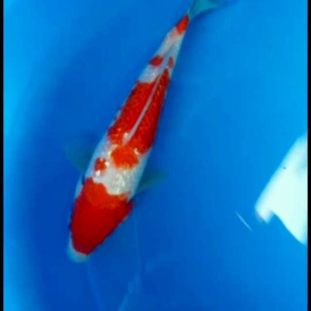 Kohaku ginrin 30  cm