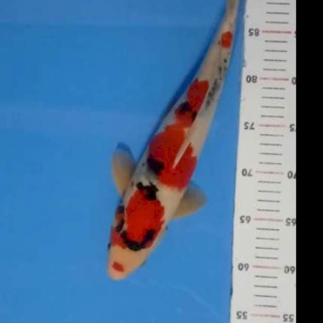 Showa Jantan Tangguh, 38 cm