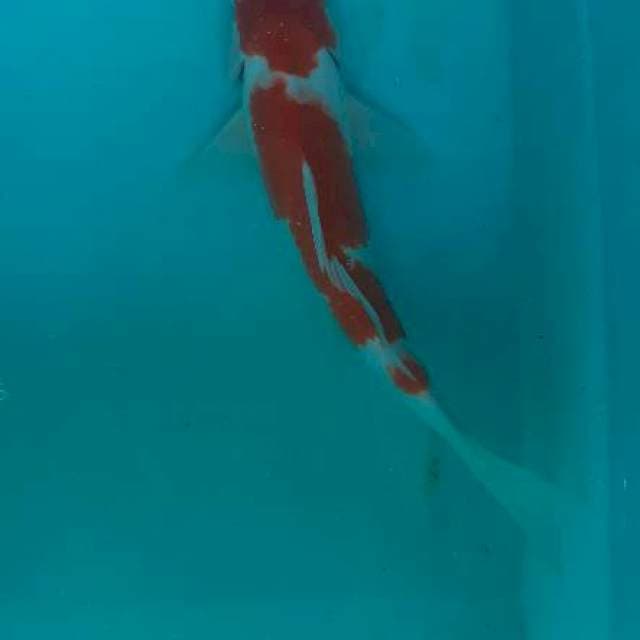Kohaku merah darah