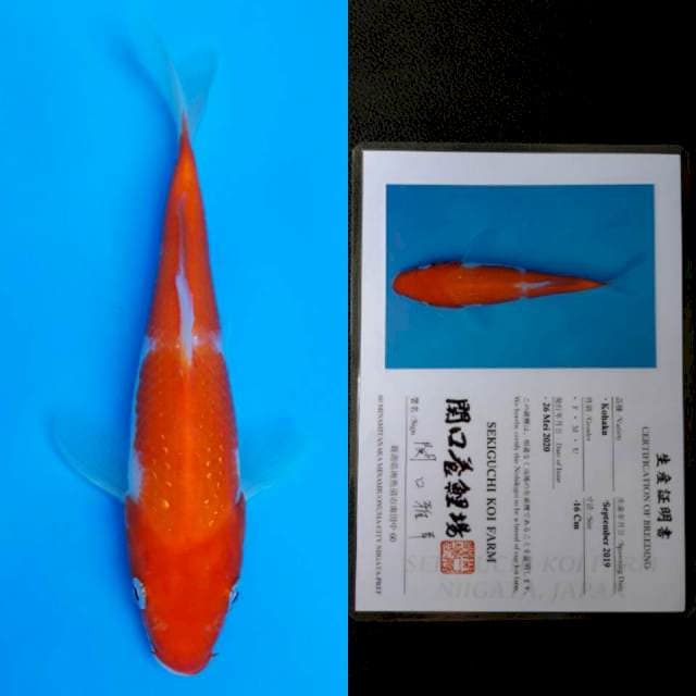 Sekiguchi kohaku 16cm sertifikat