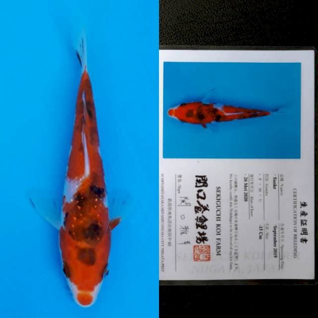 Sekiguchi sanke 15cm sertifikat