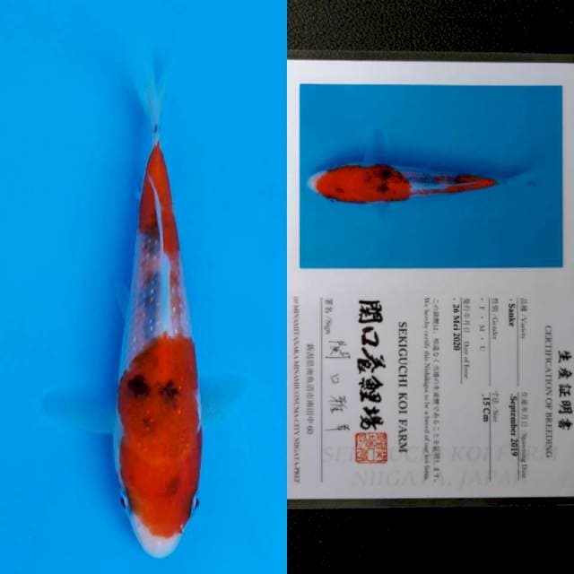 Sekiguchi sanke 15cm sertifikat