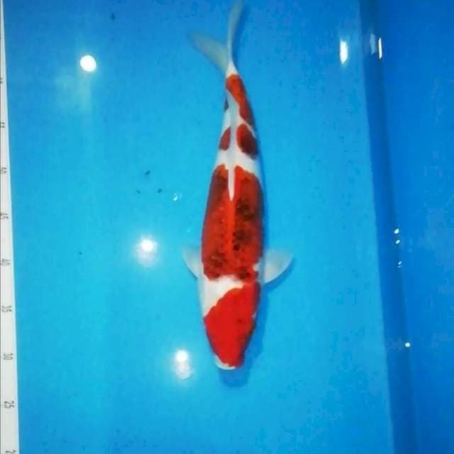 39cm F1 Aigoromo