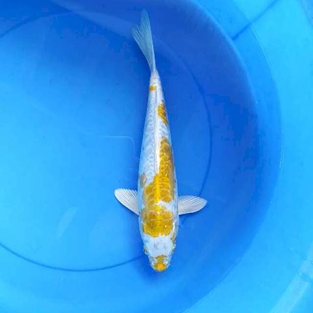 Hariwake doitshu 34 cm