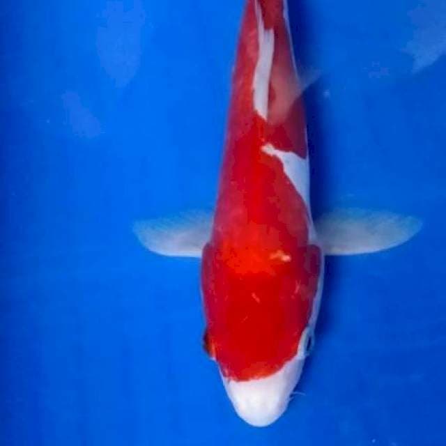 Kohaku original,bagus buat bahan