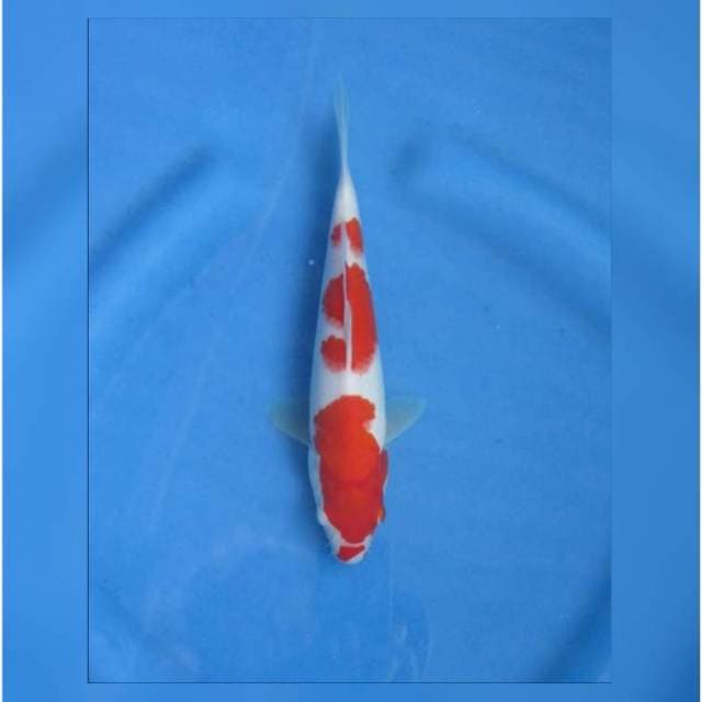F1 RED BABY KOHAKU