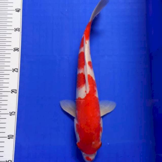 Kohaku original hot om jozzzz