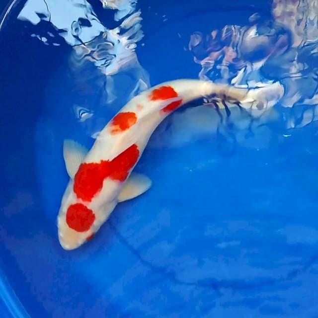 Garansi Original Kohaku