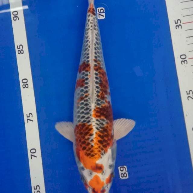 Kojaku sterong