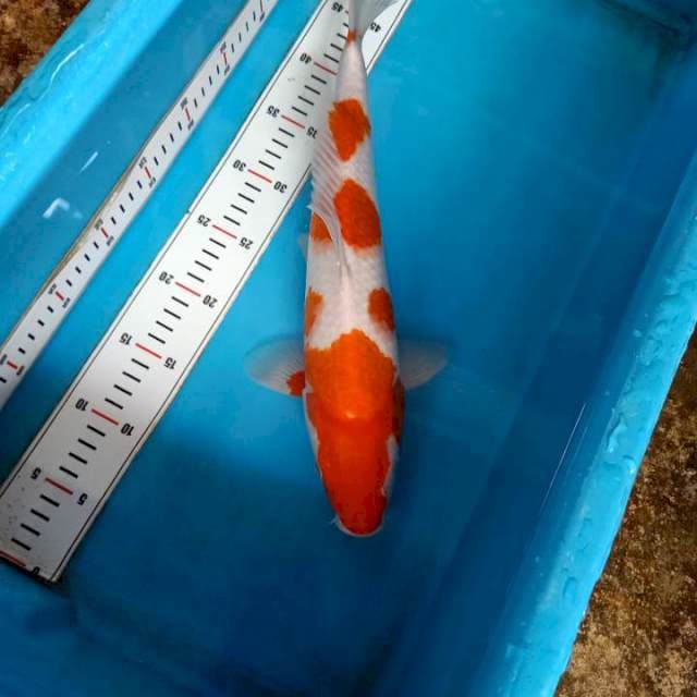 Kohaku 40cm